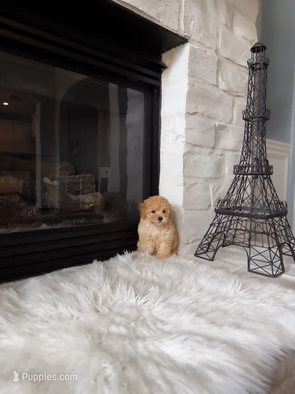Chloe  – Poodle - Toy  puppy for sale in Houston, TX