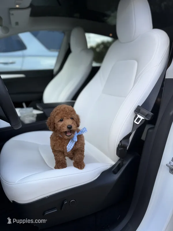 AKC Rusty  – Poodle - Toy  puppy for sale in Houston, TX