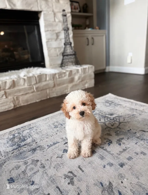 Charlie  – Poodle - Toy , Poodle - Miniature  puppy for sale in Houston, TX