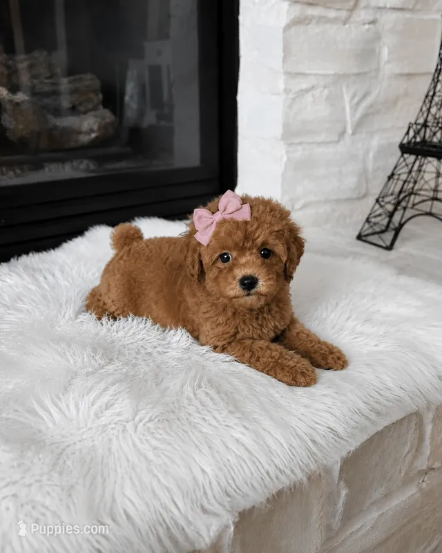 AKC Summer – Poodle - Toy  puppy for sale in Houston, TX