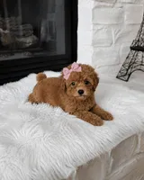 AKC Summer, a female Poodle - Toy  for sale in Houston, TX – 1 of 3