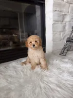 Charlie , a male Poodle - Toy  and Poodle - Miniature  for sale in Houston, TX – 2 of 4