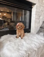 Ginger , a female Cavapoo for sale in Houston, TX – 2 of 2