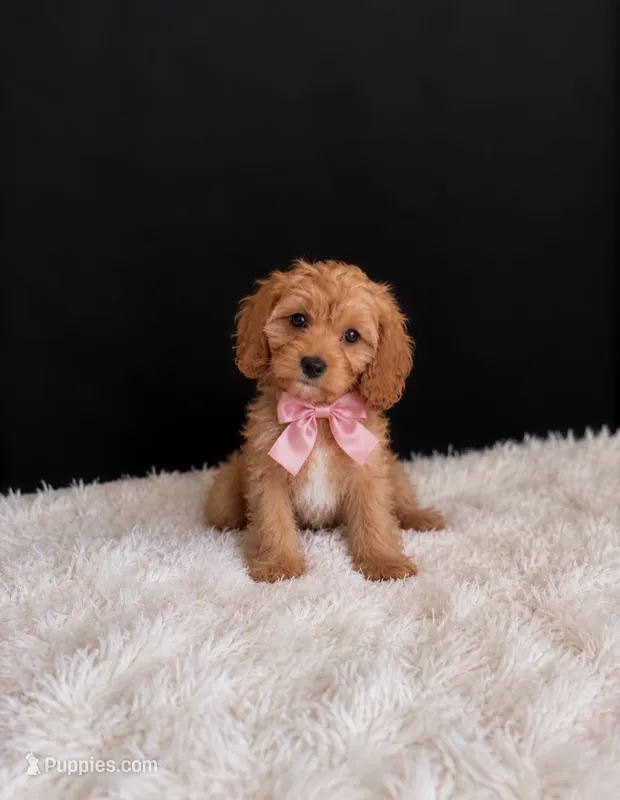 Lily  – Cavapoo puppy for sale in Houston, TX
