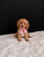 Lily , a female Cavapoo for sale in Houston, TX – 1 of 1