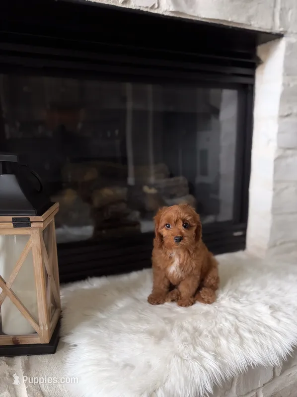 Charlie  – Cavapoo, Poodle - Toy  puppy for sale in Houston, TX