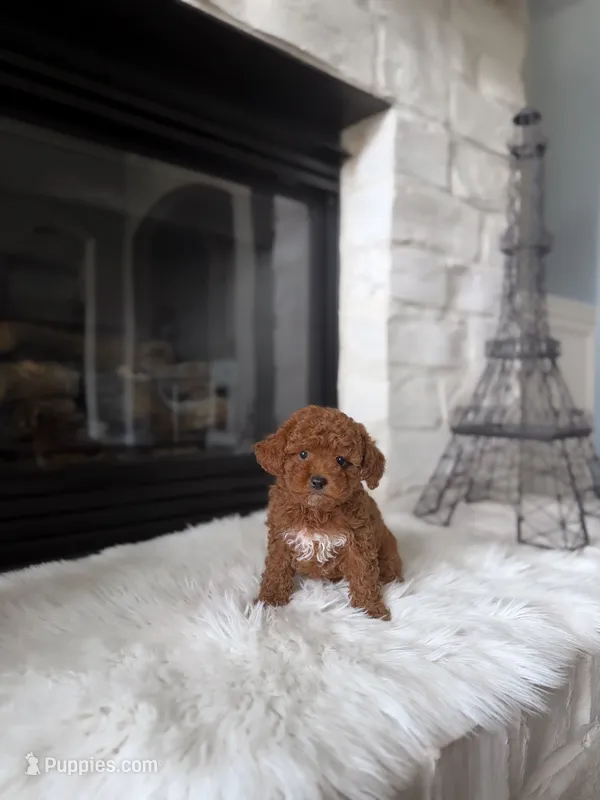 Ginger  – Poodle - Toy  puppy for sale in Houston, TX