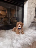 Louie , a male Poodle - Toy  and Poodle - Miniature  for sale in Houston, TX – 2 of 2