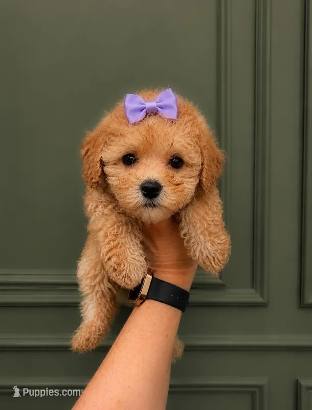 Lily  – Poodle - Toy  puppy for sale in Houston, TX