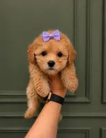 Lily , a female Poodle - Toy  for sale in Houston, TX – 1 of 1