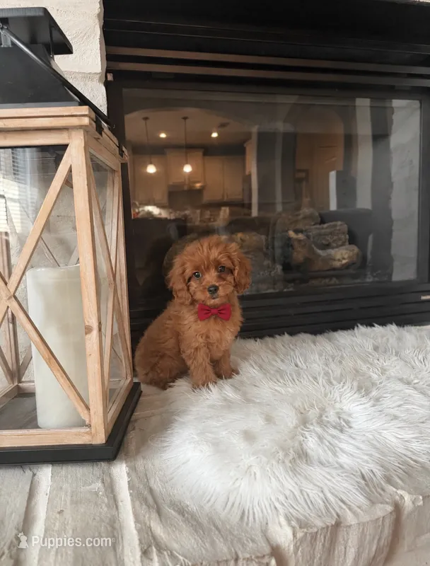 Rusty  – Cavapoo puppy for sale in Houston, TX