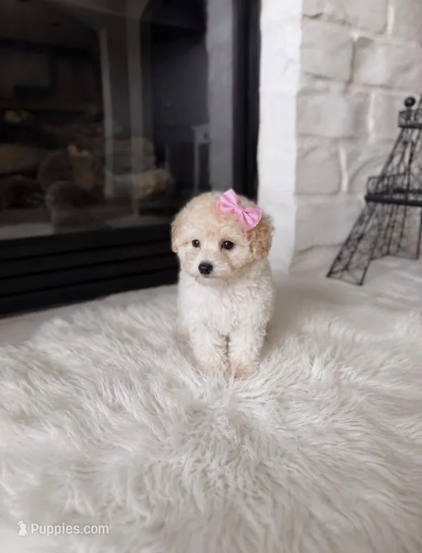 Luna  – Poodle - Toy  puppy for sale in Houston, TX