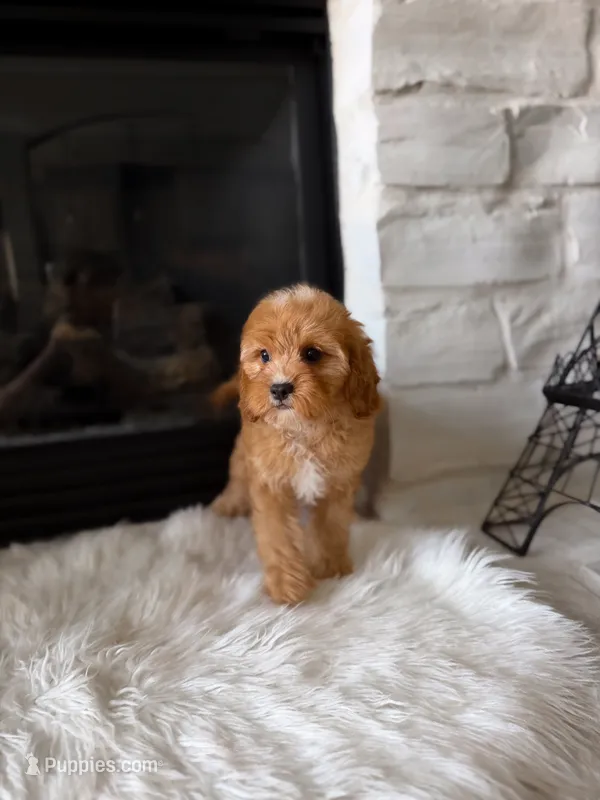 Autumn  – Cavapoo, Poodle - Toy  puppy for sale in Houston, TX