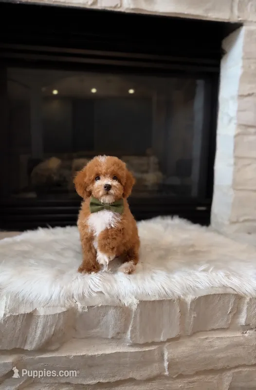 Louie   – Poodle - Miniature  puppy for sale in Houston, TX