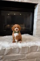 Louie  , a male Poodle - Miniature  for sale in Houston, TX – 1 of 1