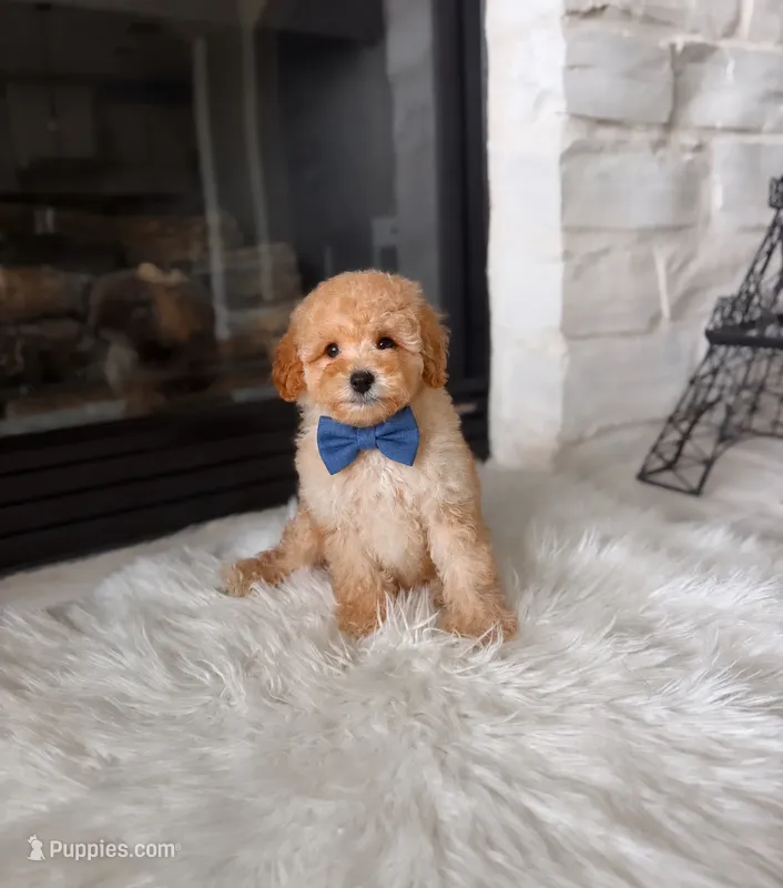 Charlie  – Poodle - Toy , Poodle - Miniature  puppy for sale in Houston, TX