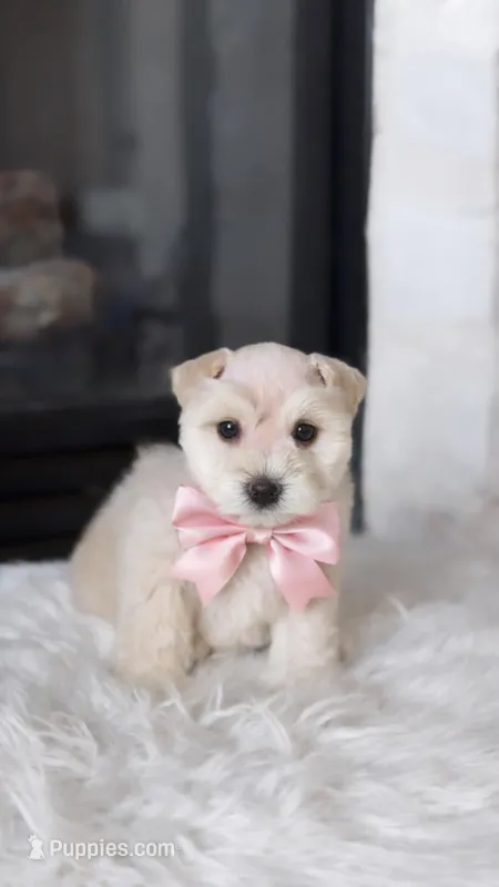 AKC Lily  – Miniature Schnauzer puppy for sale in Houston, TX