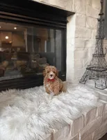 AKC Charlie , a male Poodle - Toy  and Poodle - Miniature  for sale in Houston, TX – 2 of 2