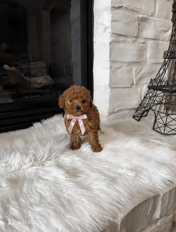 AKC Lily  – Poodle - Toy  puppy for sale in Houston, TX