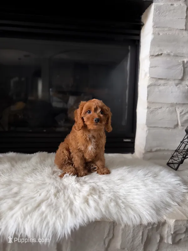 Charlie  – Cavapoo puppy for sale in Houston, TX