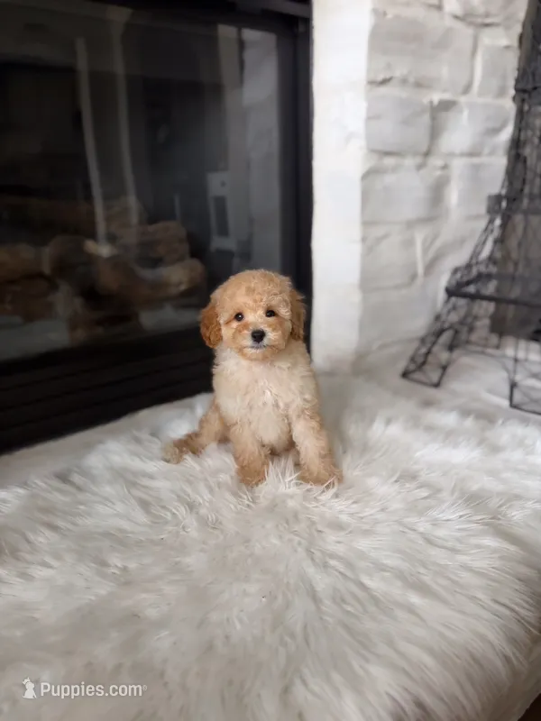 Charlie  – Poodle - Toy  puppy for sale in Houston, TX