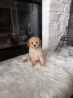 Charlie , a male Poodle - Toy  and Poodle - Miniature  for sale in Houston, TX – 1 of 4