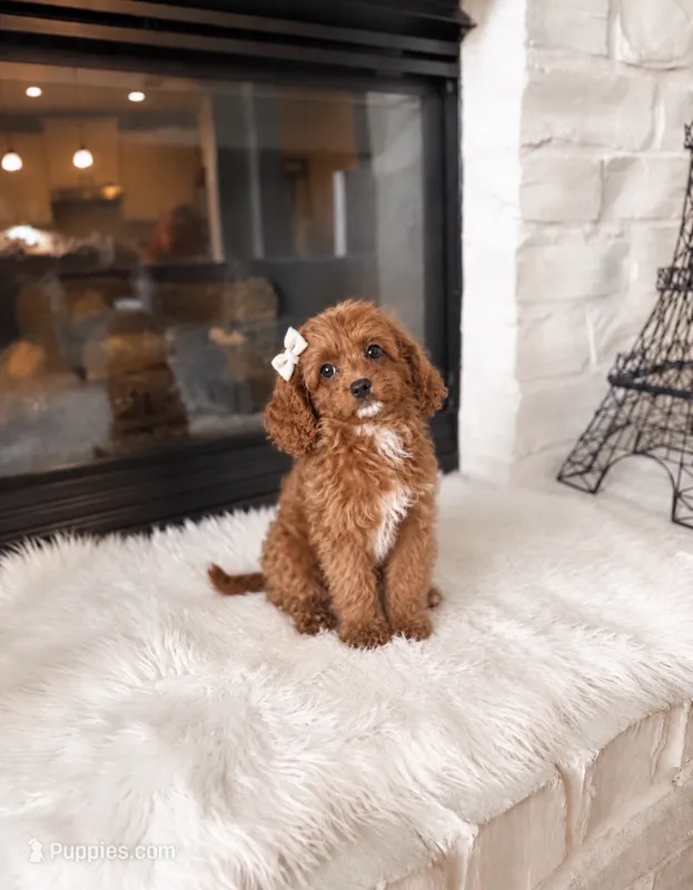 Emma  – Cavapoo puppy for sale in Houston, TX