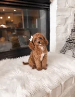 Emma , a female Cavapoo for sale in Houston, TX – 1 of 1