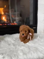 processed/03376f5c-67c1-47d0-9db2-5bb2ce7b01eb/listing/856c1af7-887d-4059-854e-11ccb68729c2/361f430a-64de-4253-ae52-8b8bd9035c08