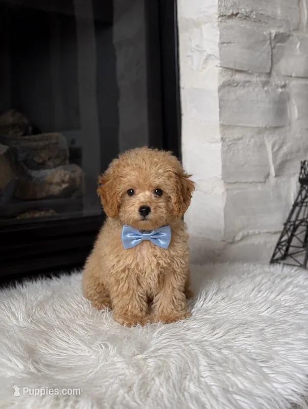 Cooper  – Poodle - Toy  puppy for sale in Houston, TX