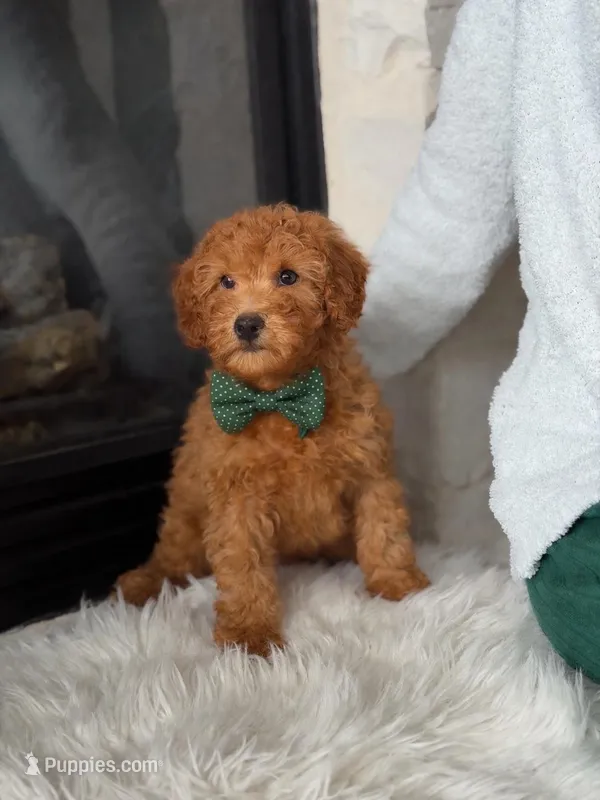 Cooper  – Poodle - Miniature  puppy for sale in Houston, TX