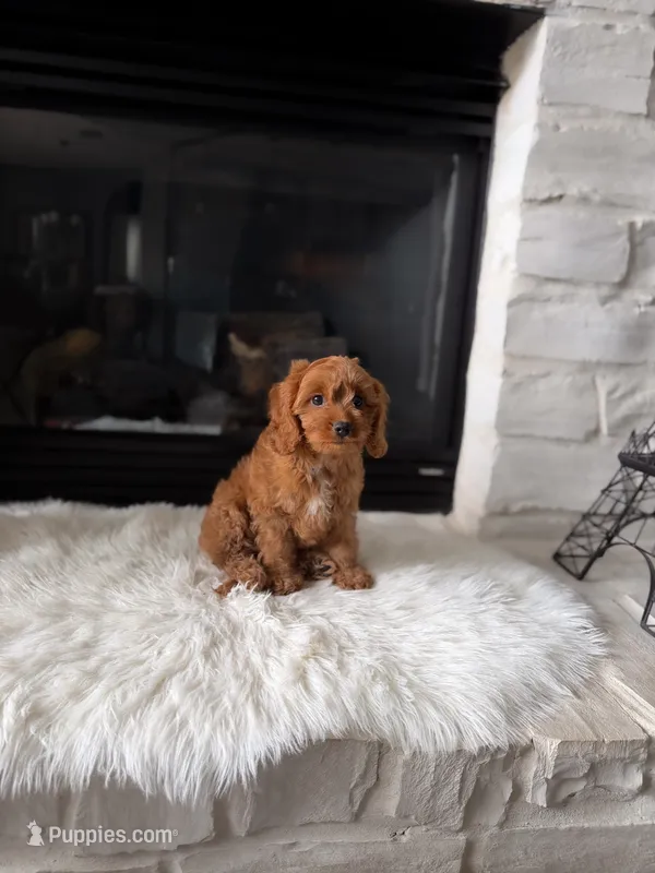 Chloe  – Cavapoo, Poodle - Toy  puppy for sale in Houston, TX