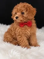 Charlie , a male Poodle - Toy  for sale in Houston, TX – 2 of 2