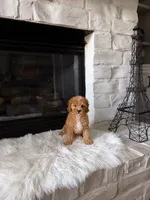 Autumn , a female Cavapoo for sale in Houston, TX – 4 of 4