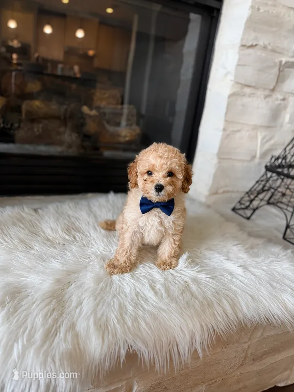 Charlie  – Poodle - Toy  puppy for sale in Houston, TX