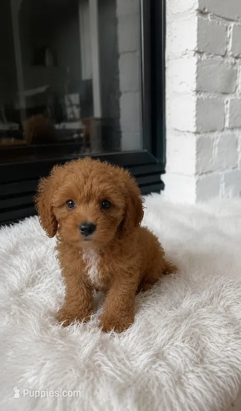 Ginger  – Cavapoo, Poodle - Toy  puppy for sale in Houston, TX