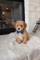 Bentley , a male Poodle - Toy  and Poodle - Miniature  for sale in Houston, TX – Photo 2 of 2
