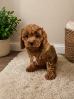 Charlie , a male Cavapoo for sale in Houston, TX – 1 of 3