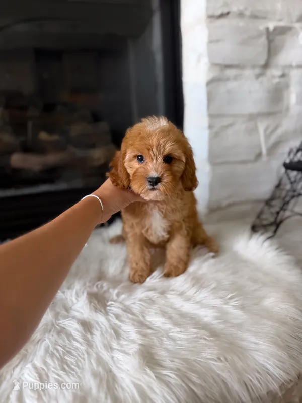 Autumn  – Cavapoo puppy for sale in Houston, TX