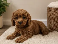 Charlie , a male Cavapoo for sale in Houston, TX – 3 of 3