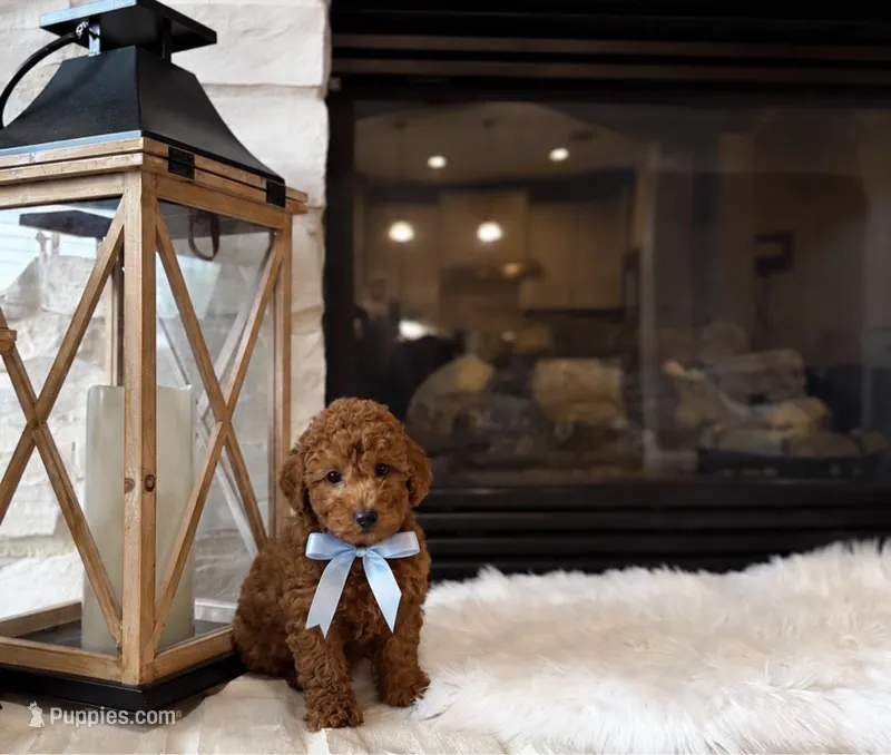 AKC Rusty  – Poodle - Toy  puppy for sale in Houston, TX