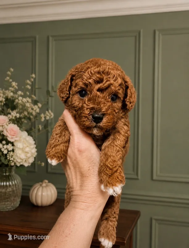 Ginger  – Poodle - Toy  puppy for sale in Houston, TX
