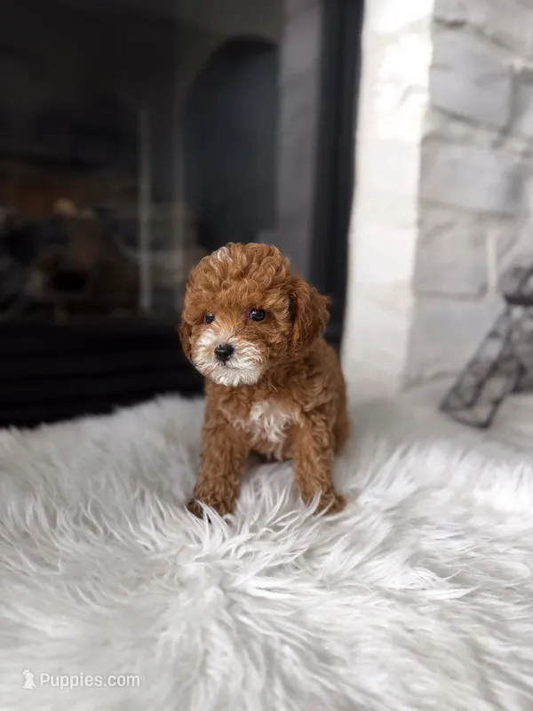 Autumn  – Poodle - Toy  puppy for sale in Houston, TX