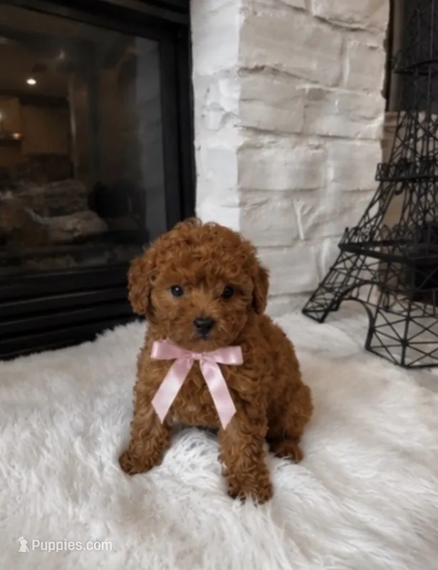 AKC Lily  – Poodle - Toy  puppy for sale in Houston, TX