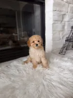 Charlie , a male Poodle - Toy  and Poodle - Miniature  for sale in Houston, TX – 3 of 4