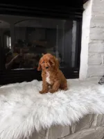 Ginger , a female Cavapoo for sale in Houston, TX – 2 of 3