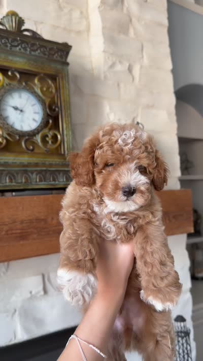 AKC Louie , a male Poodle - Toy  and Poodle - Miniature  for sale in Houston, TX – 2 of 2