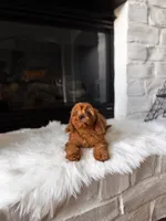Penny , a female Cavapoo and Poodle - Toy  for sale in Houston, TX – 2 of 4