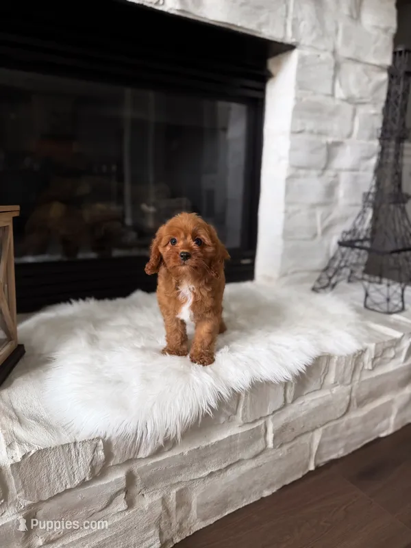 Ginger  – Cavapoo puppy for sale in Houston, TX