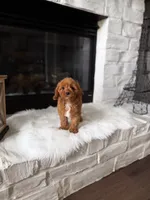 Ginger , a female Cavapoo for sale in Houston, TX – 1 of 3